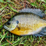 Are Bluegill Good To Eat How Tasty Is BlueGill