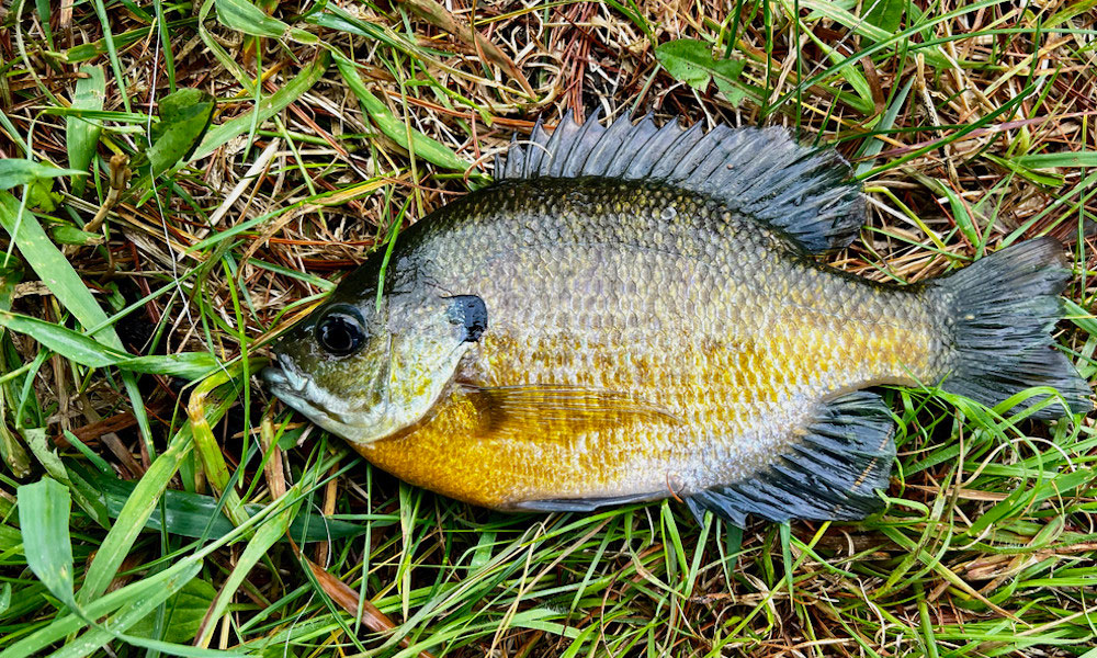 Are Bluegill Good To Eat How Tasty Is BlueGill