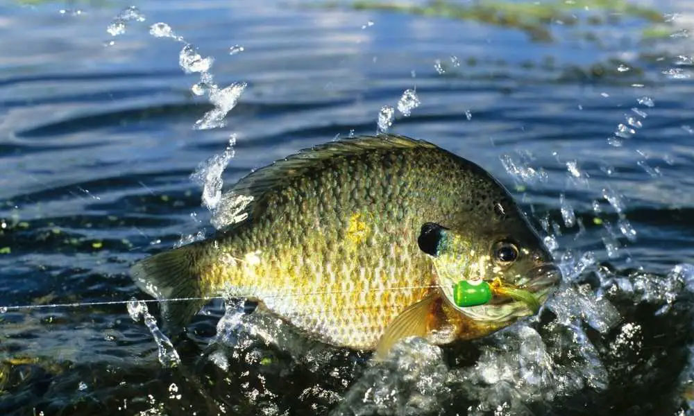 Are Bluegill Good To Eat: Can you eat BlueGill
