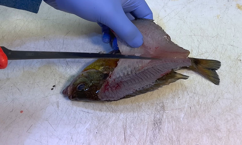 Filleting A Bluegill Fish