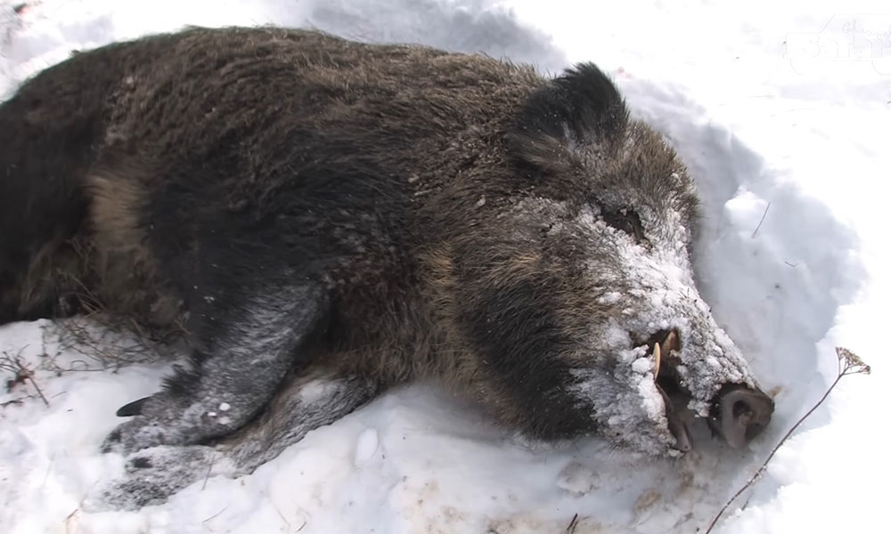 Know The Open Season For Feral Hog Hunting