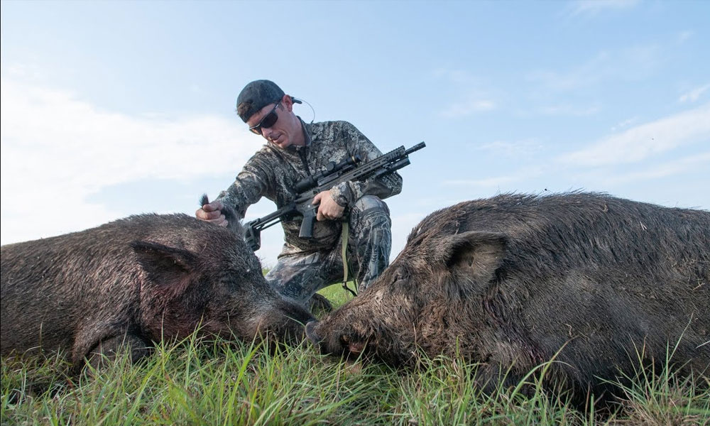 The Best Places For Hunting Feral Hogs