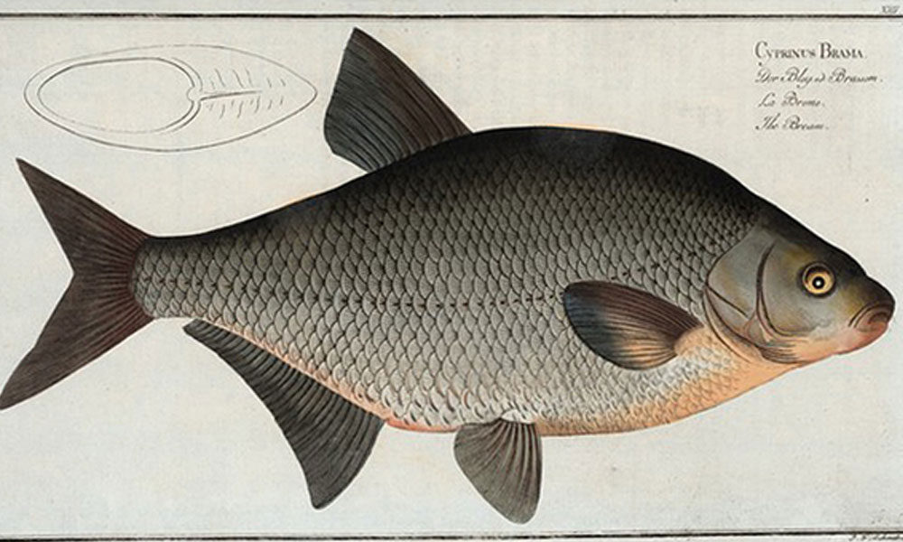 What is bream fish?